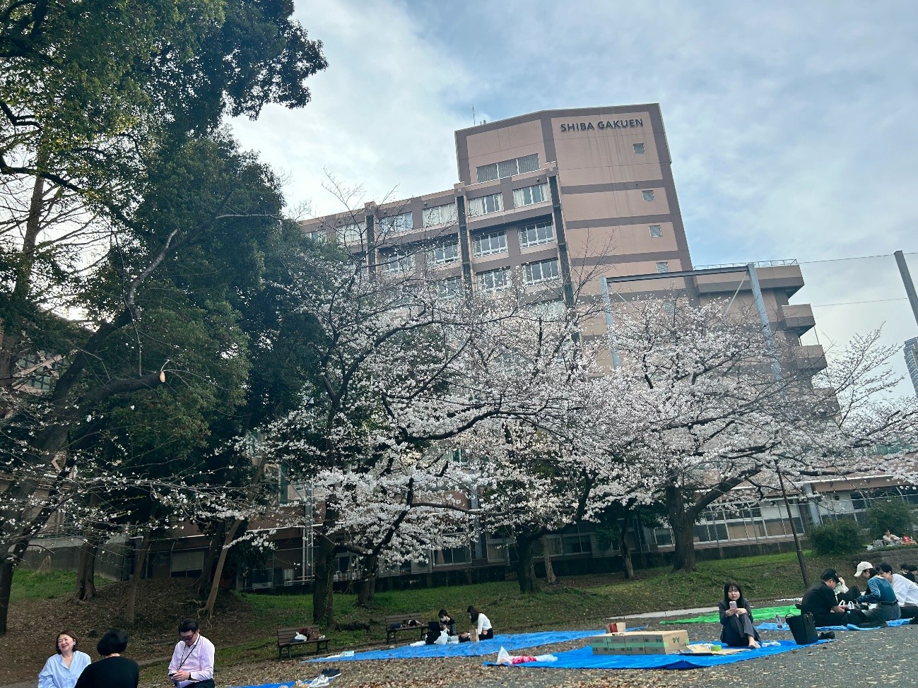 東京エリアお花見開催！